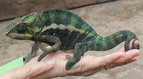 Chameleon in Spiny Desert of Madagascar in Cleveland Botanical Garden